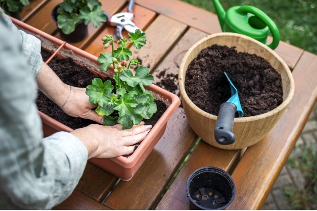 Therapeutic Gardening: How Caring for Window Box Flowers Can Reduce Stress